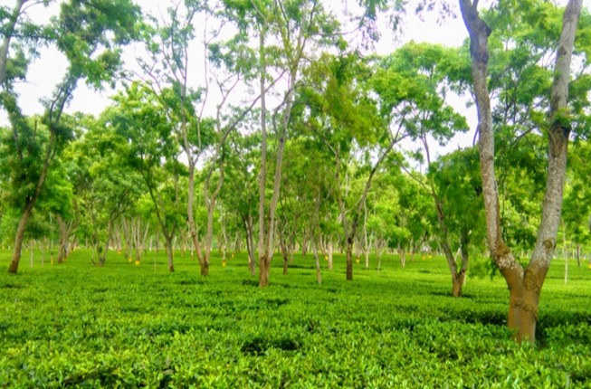 Tea Gardens Tour of Assam